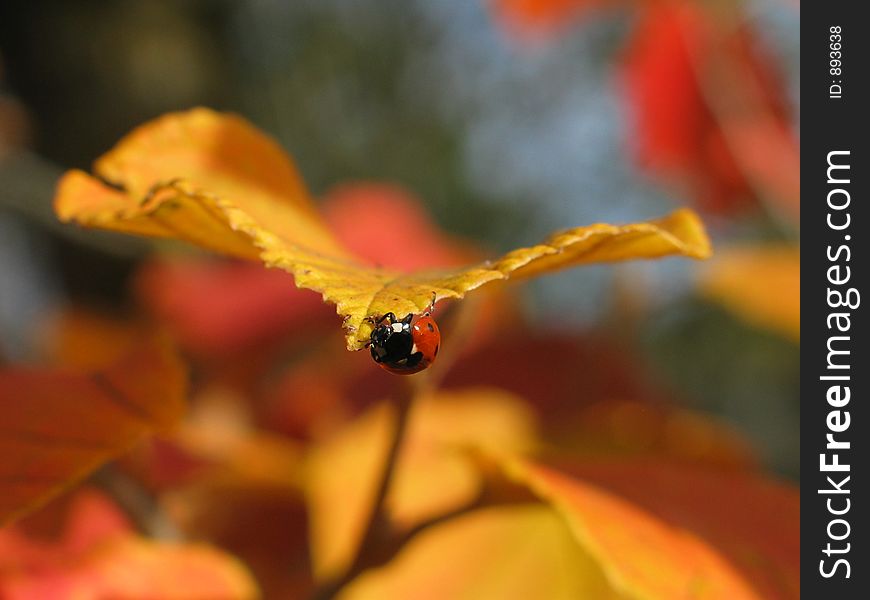 October and a lady bug