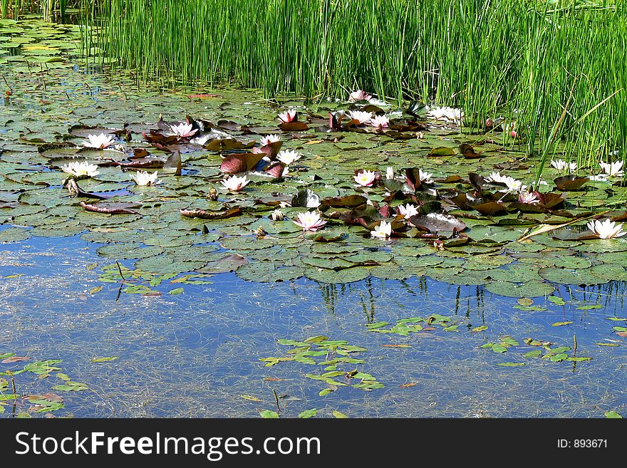 Lilies in a river