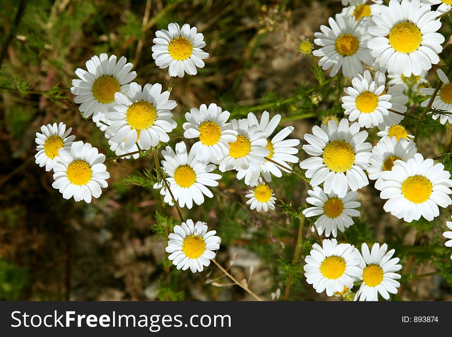 White yellow flowers in the field