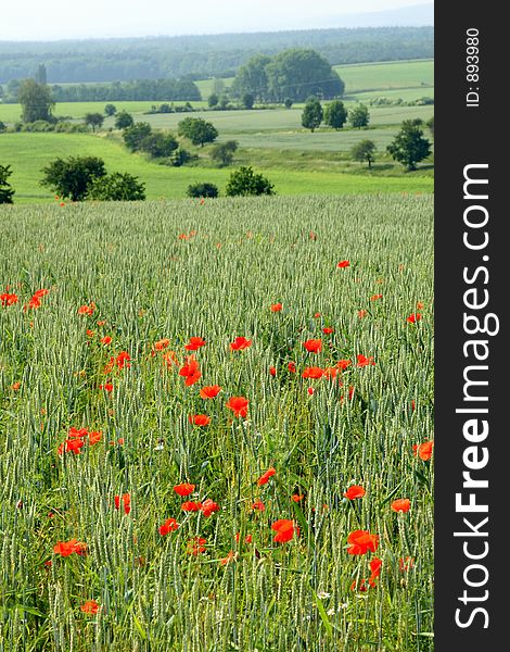 Filed of poppies with houses in background. Filed of poppies with houses in background.