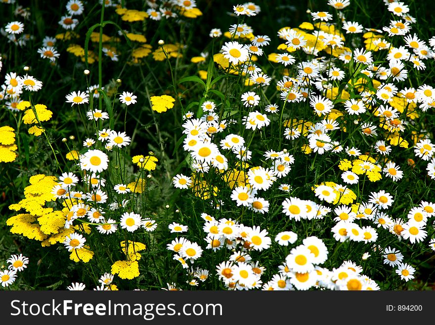 Bed of densely growing Daisies. Bed of densely growing Daisies