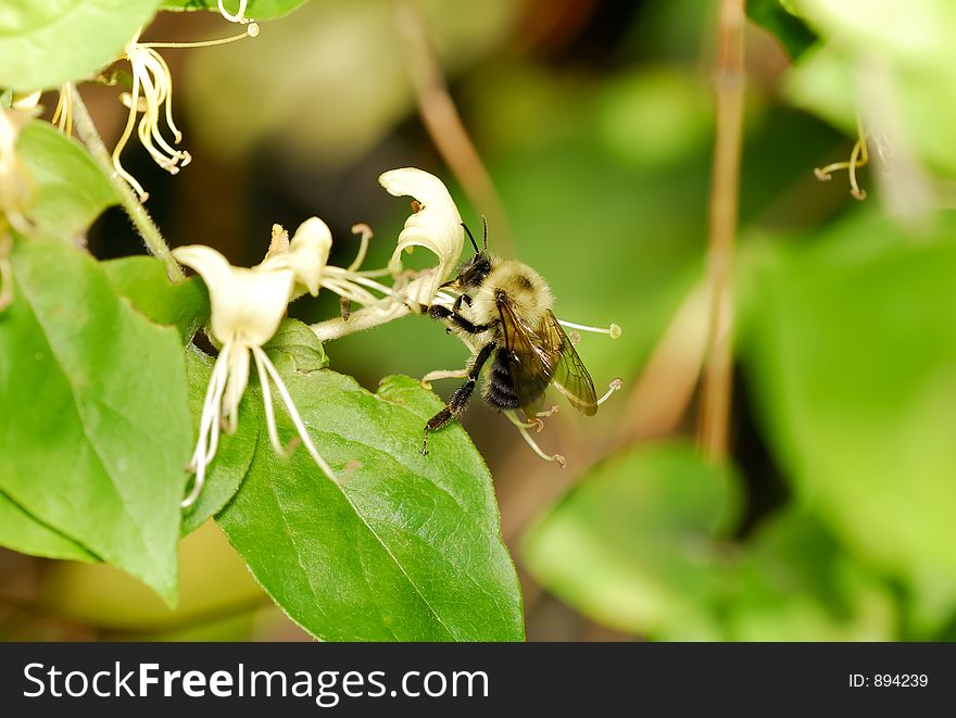 Photo of a Bumblebee