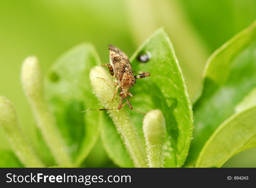 Photo of a Bug. Photo of a Bug