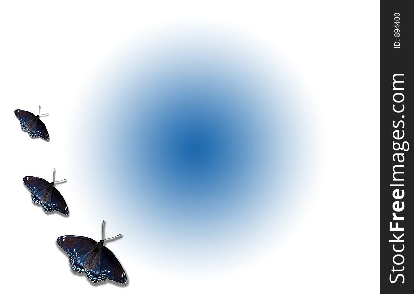 Butterflies isolated over blue and white background. Butterflies isolated over blue and white background.