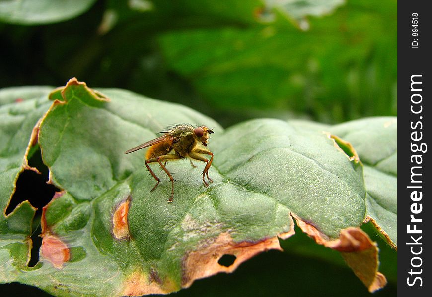 Insect on Rhubarb leaf
