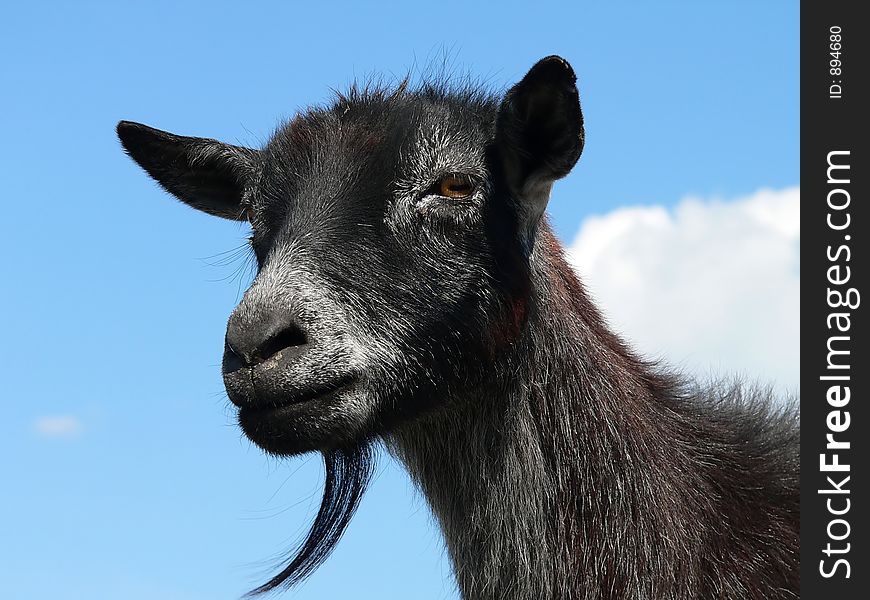 Goat's head against the sky. Goat's head against the sky