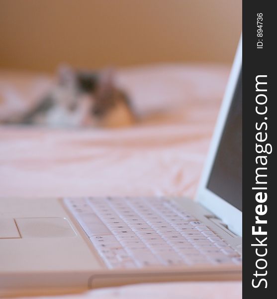 Cat And Laptop