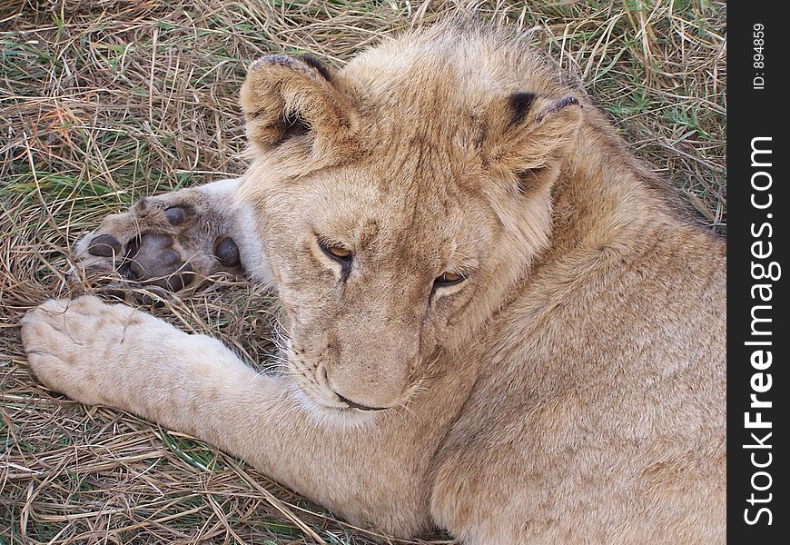 Young lion in africa