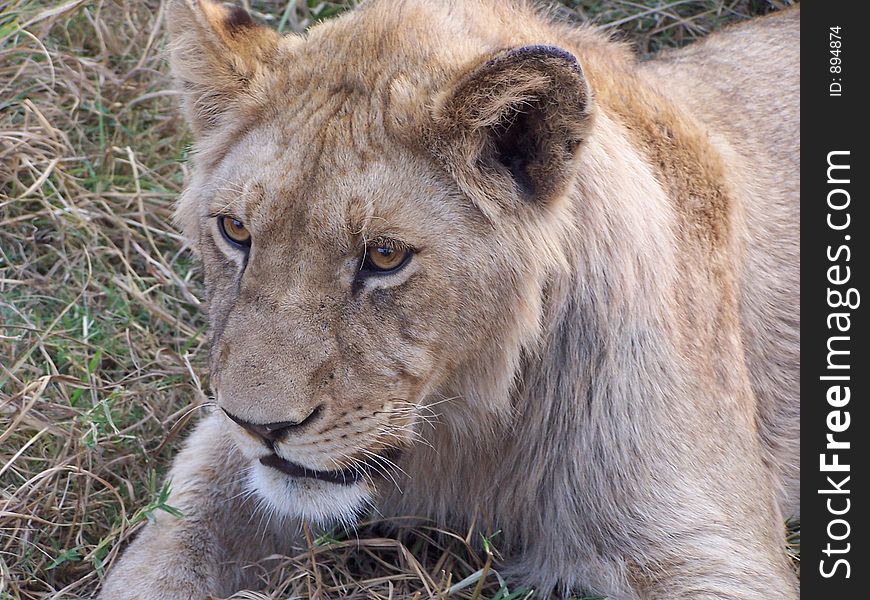 Young male lion, africa