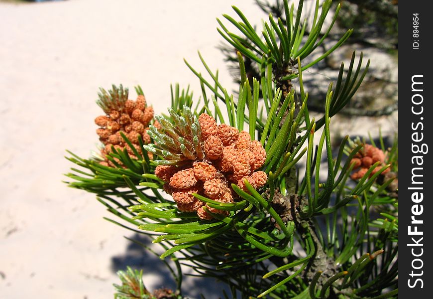 Pinus mugo - pine on the sand