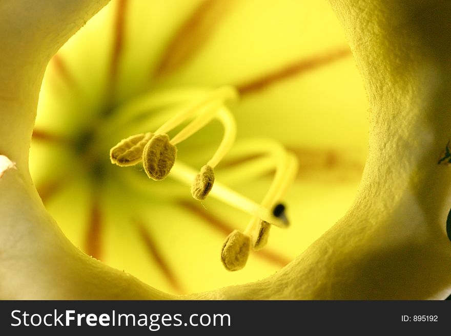 Stamen of Golden cup flower