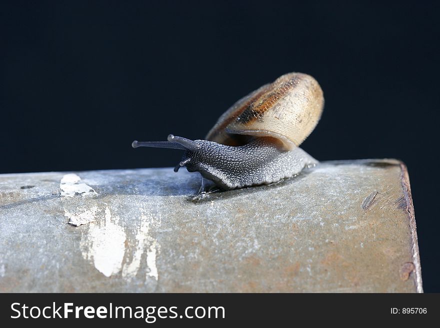 Small Snail