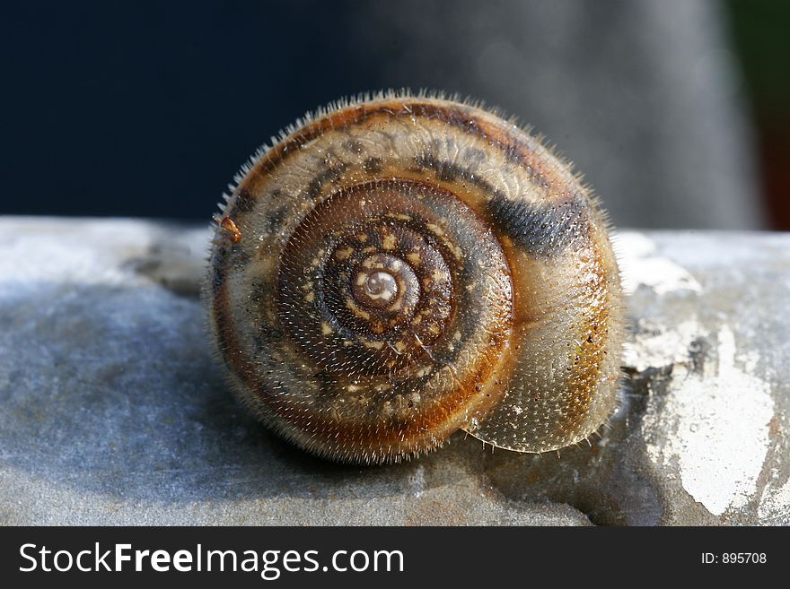 Snail S Shell