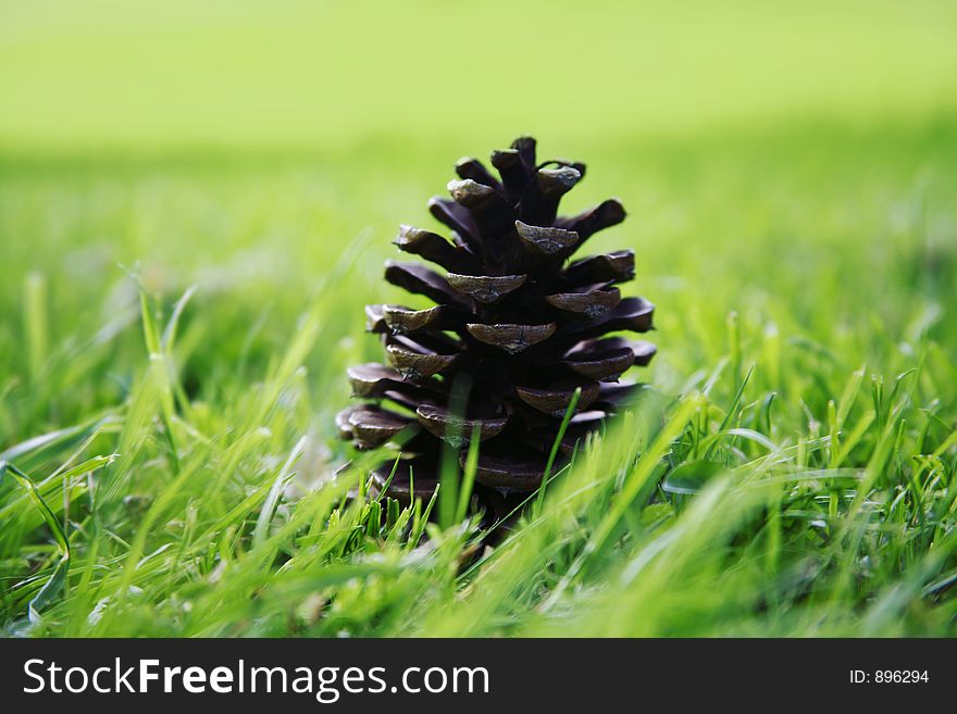 Pinecone sitting in the grass