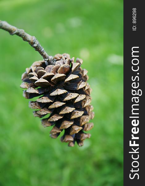 Pinecone Outside