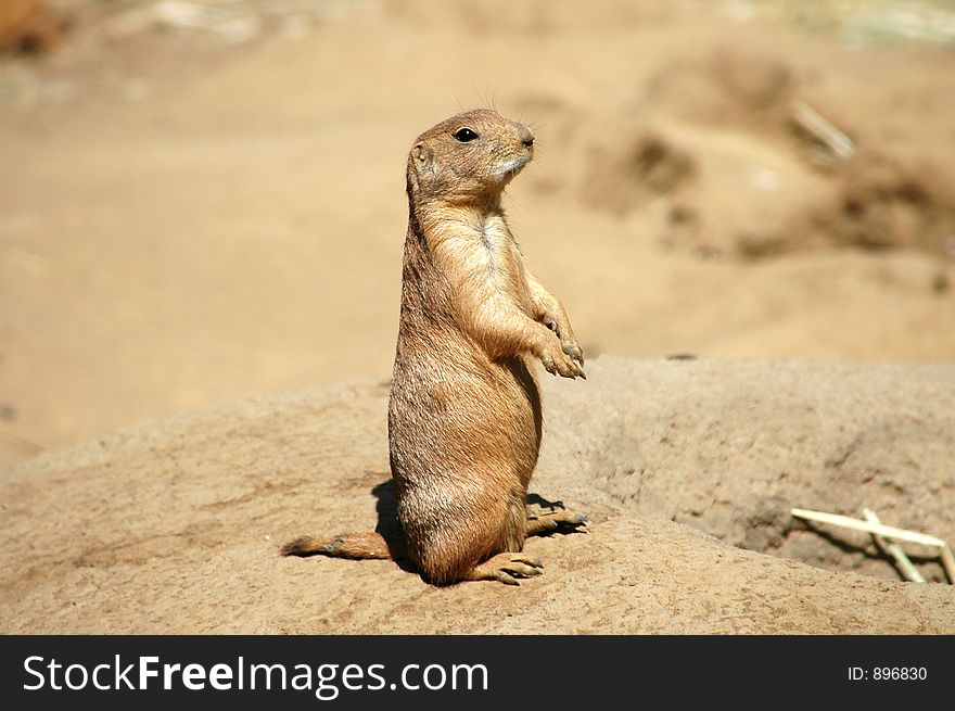 A prairie dog right after comming out of his burrow
