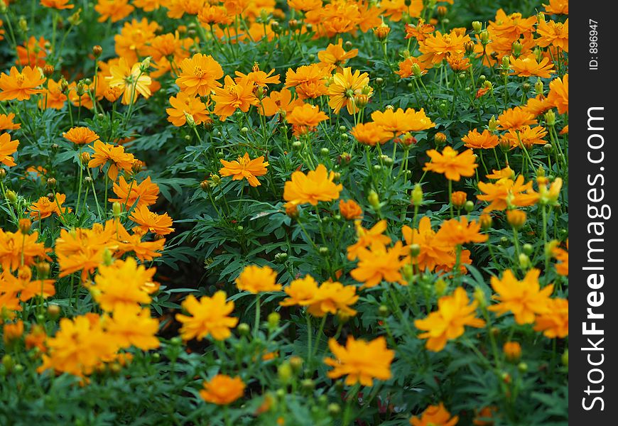 Orange flowers in and out of focus