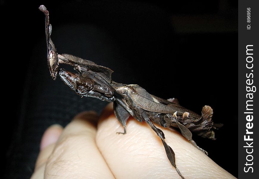 Adult female ghost mantis (Phyllocrania paradoxa) sitting on a hand.