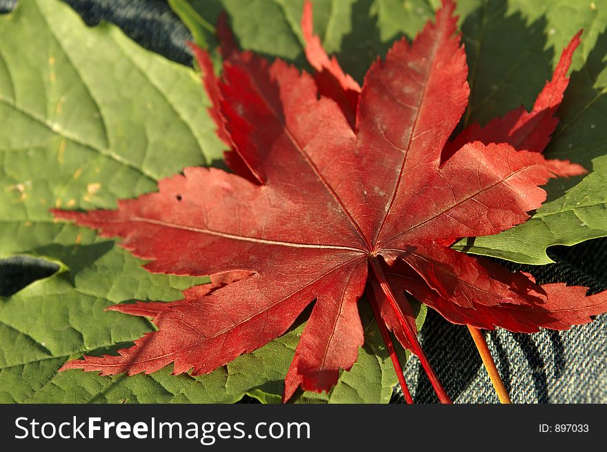 Colorful leaves - shallow depth of field, focus on center of leaf. Colorful leaves - shallow depth of field, focus on center of leaf