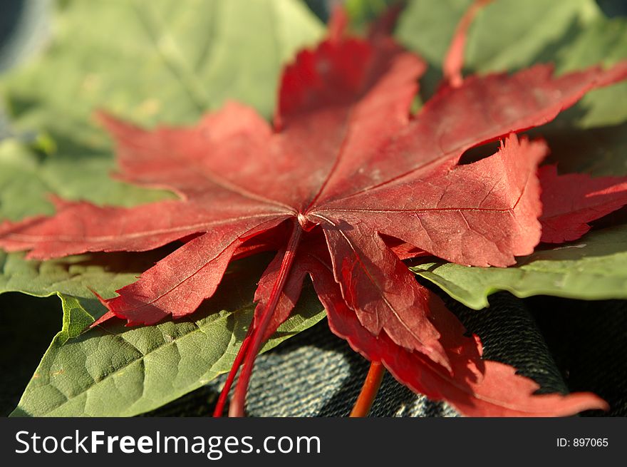Stacked Leaves