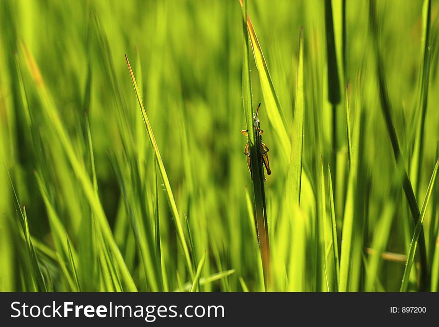 Fresh blades of green grass and a small grasshopper. Fresh blades of green grass and a small grasshopper