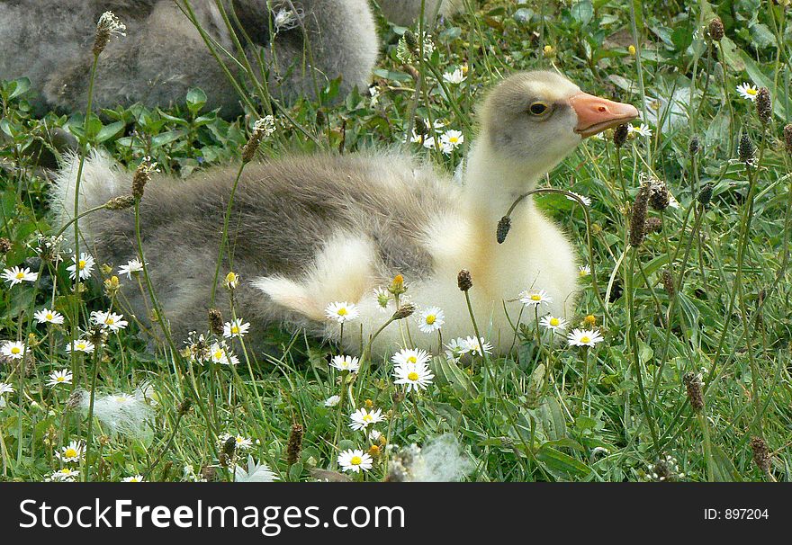 Young goose. Young goose