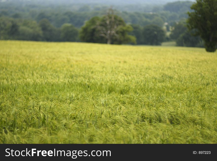 A field of summer Barley in the south of England using selective focus. A field of summer Barley in the south of England using selective focus