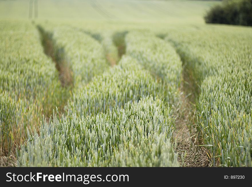 Tracks through wheat field