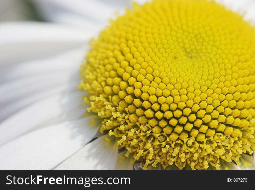 The yellow heart of a white marguerite flower.