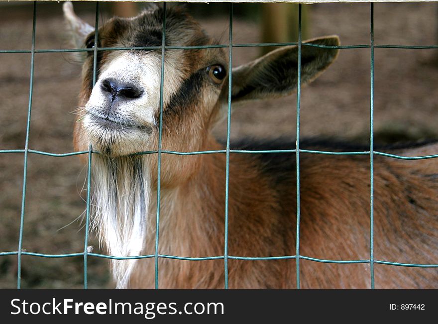 Goat poking his head through the fence. Goat poking his head through the fence