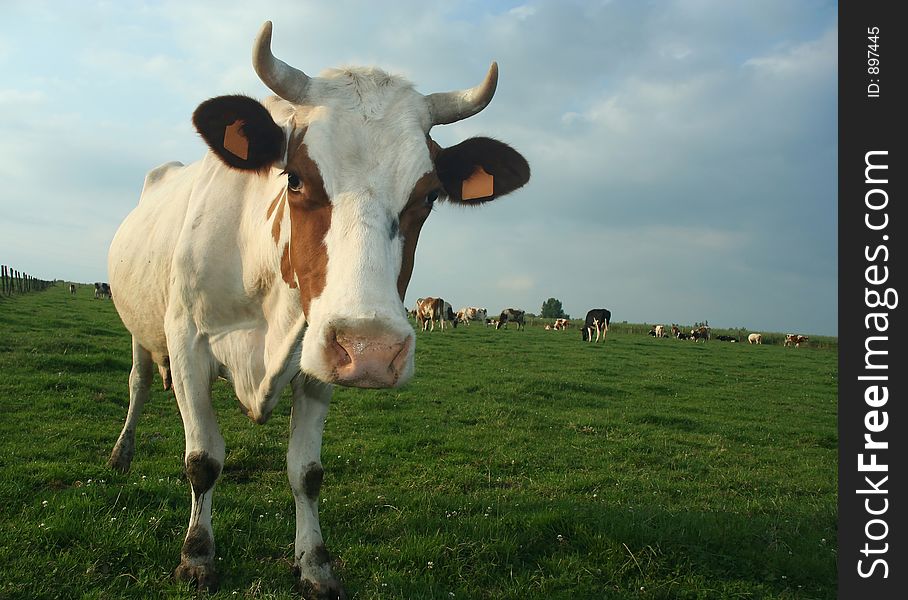 A cow in a pasture looking curiously at the photographer. Some more cows in the background