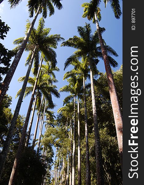 Palm trees and a blue sky