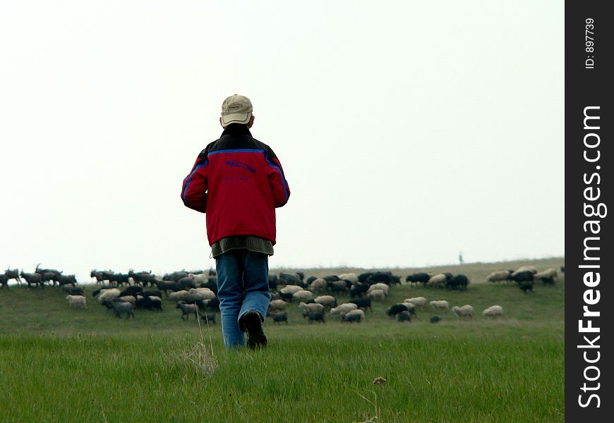 Boy young shepherd on field. Boy young shepherd on field