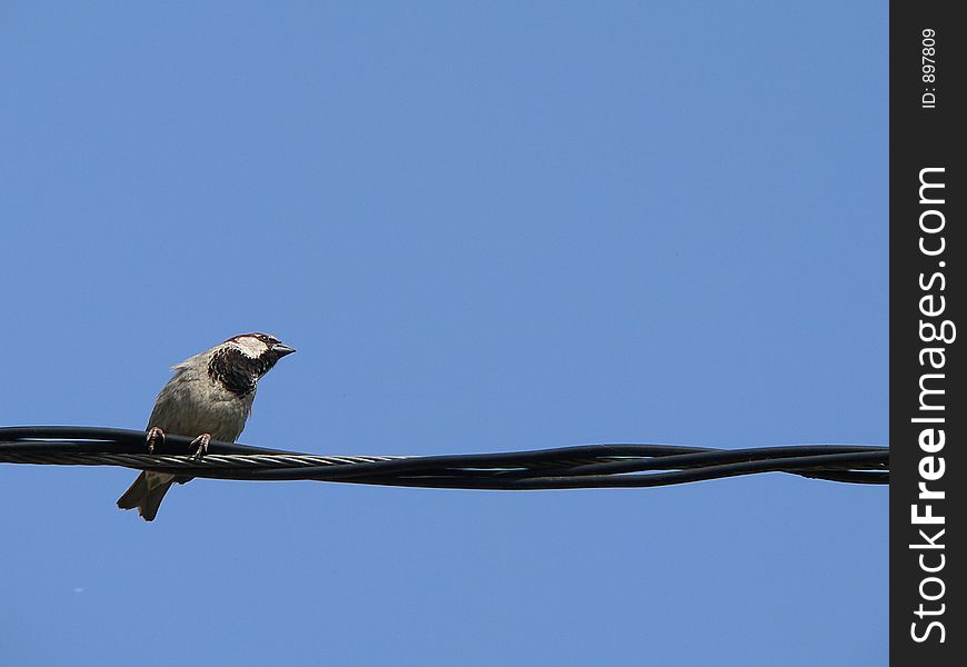 Little grey sparrow with blues sky. Little grey sparrow with blues sky