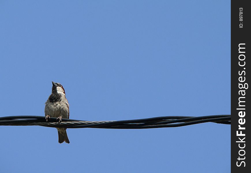 Little grey sparrow with blue sky. Little grey sparrow with blue sky