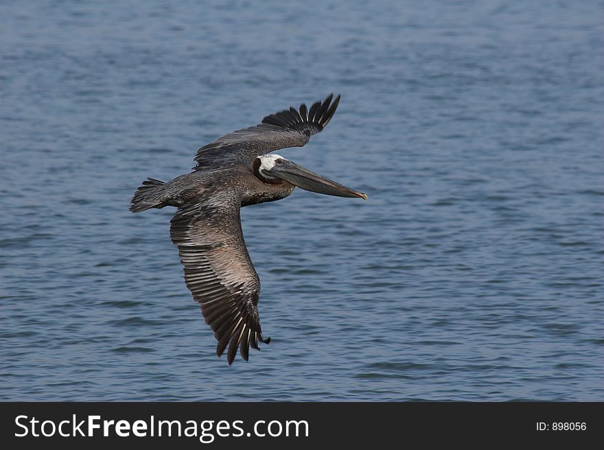 Pelican in flight looking for fish in the water. Pelican in flight looking for fish in the water