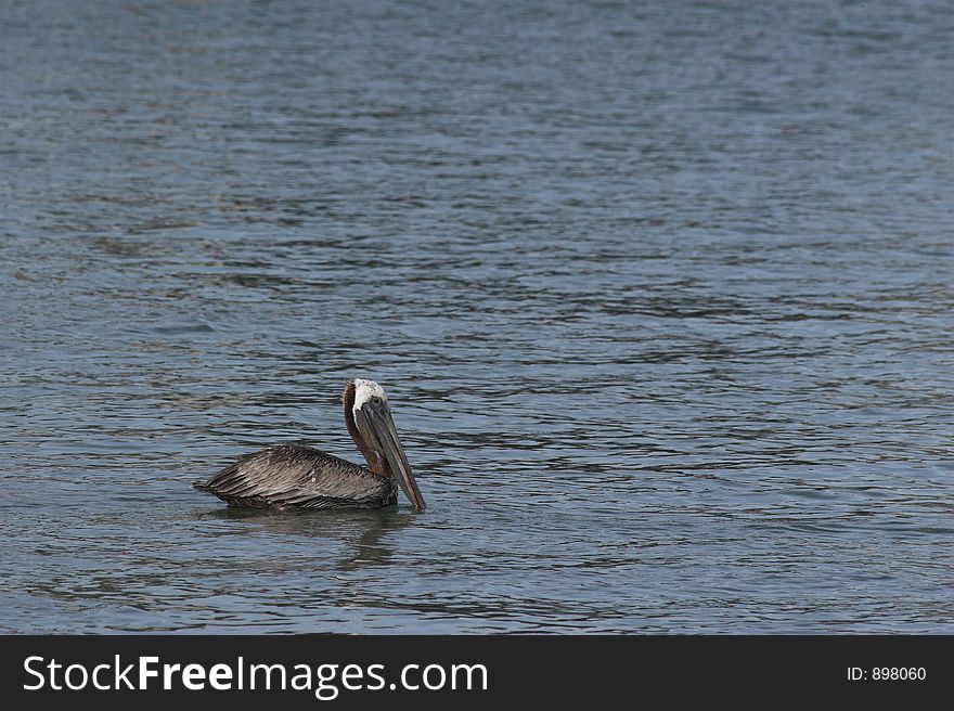 Pelican Resting In Water