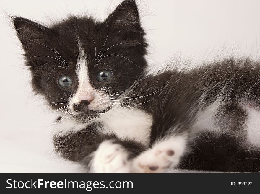 White Black Furry Kitten Two