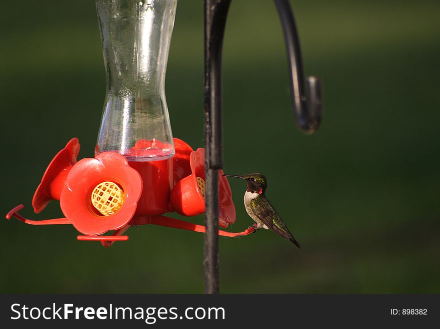 Hummingbird on a feeder on a summer day