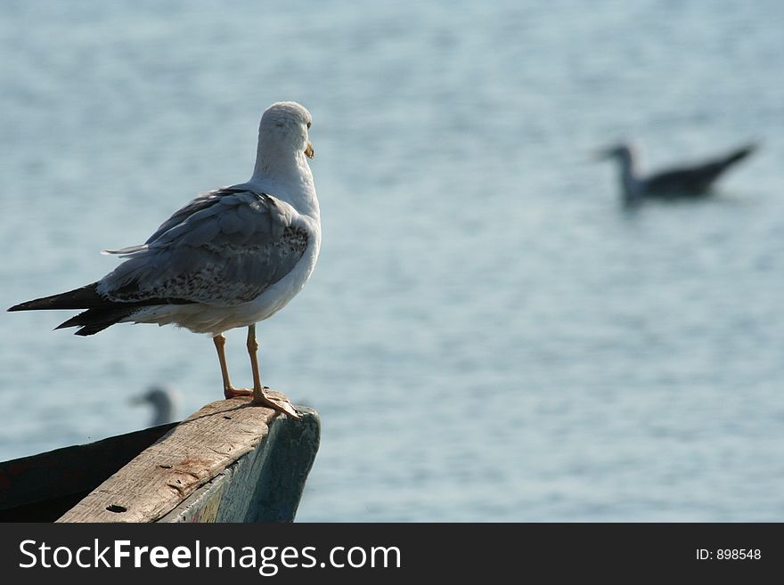 Seagull on a boat