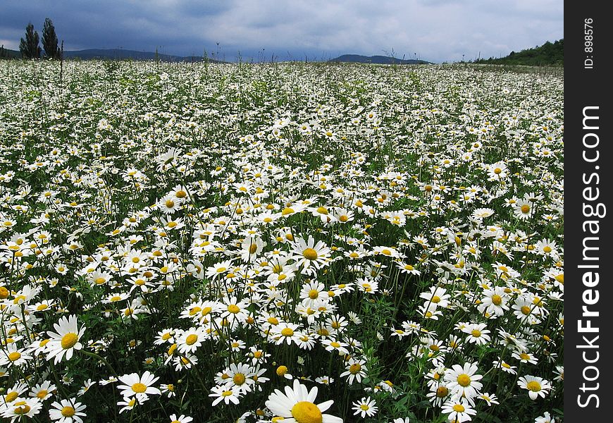 Camomile flowers in Crimea