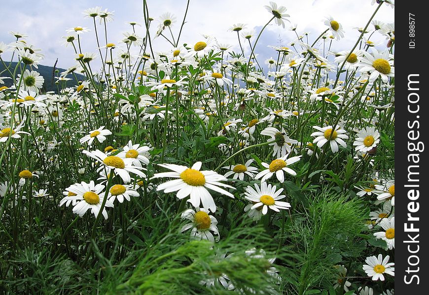 Camomile flowers in CrimeaColored flowers. Camomile flowers in CrimeaColored flowers