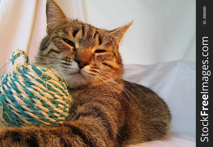 Cat And Ball3