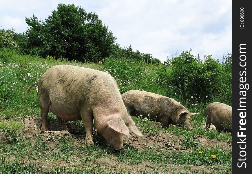 Three piggy in grassland