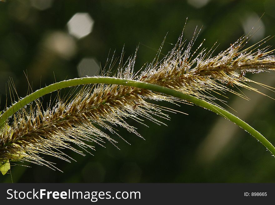 Grass sunlight