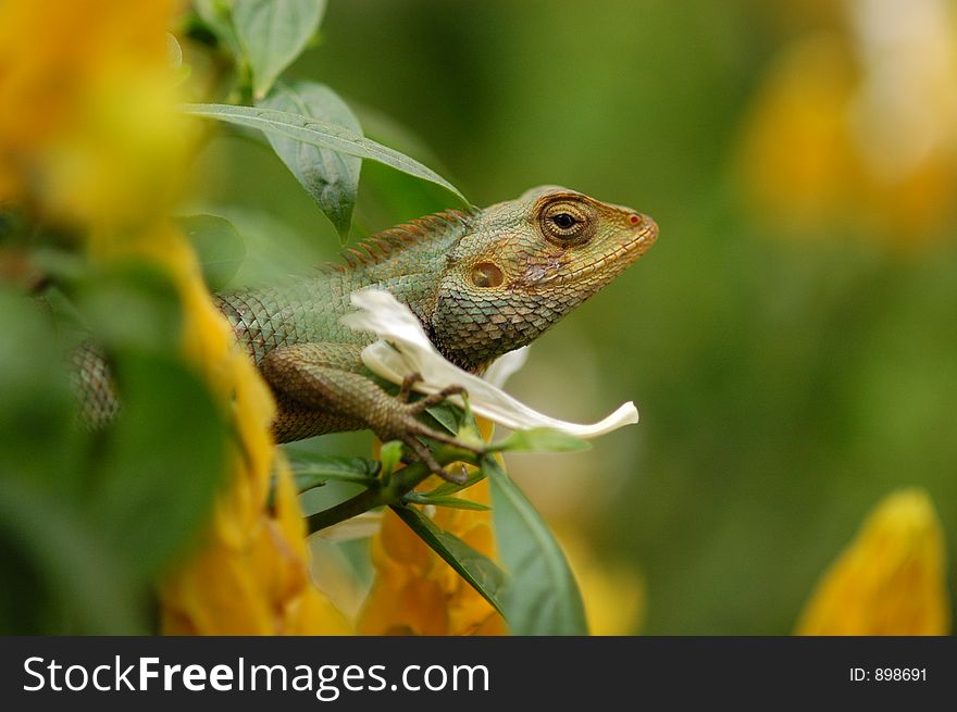 Monitor lizard