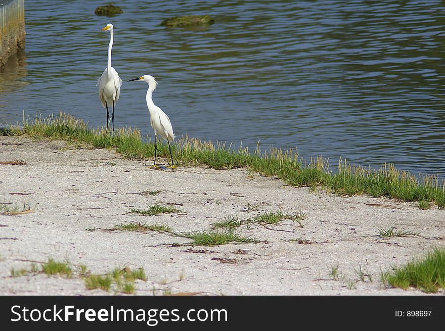 Snowy Egret and Great White Heron Taken at the Ft. Desoto State Park, St. Petersburg Fl