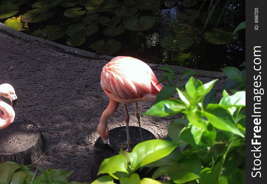 Pink Chilean Flamingo residing at Sunken Gardens, St Petersbur, FL.