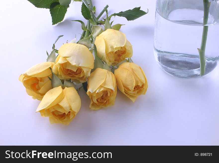 Yellow rose and bottle of water. Yellow rose and bottle of water