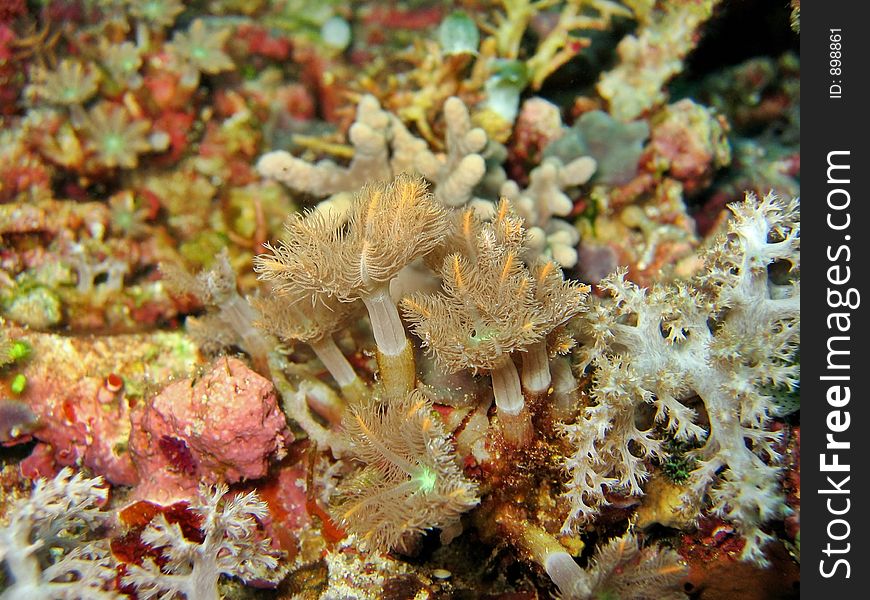 Close-up of a little colony of soft coral